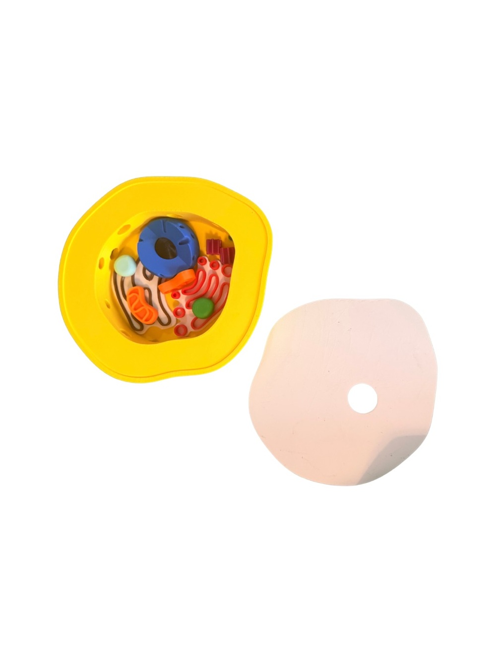 🔬 Animal Cell Puzzle Model Educational Self Contained Colorful Detailed - Picture 3 of 4